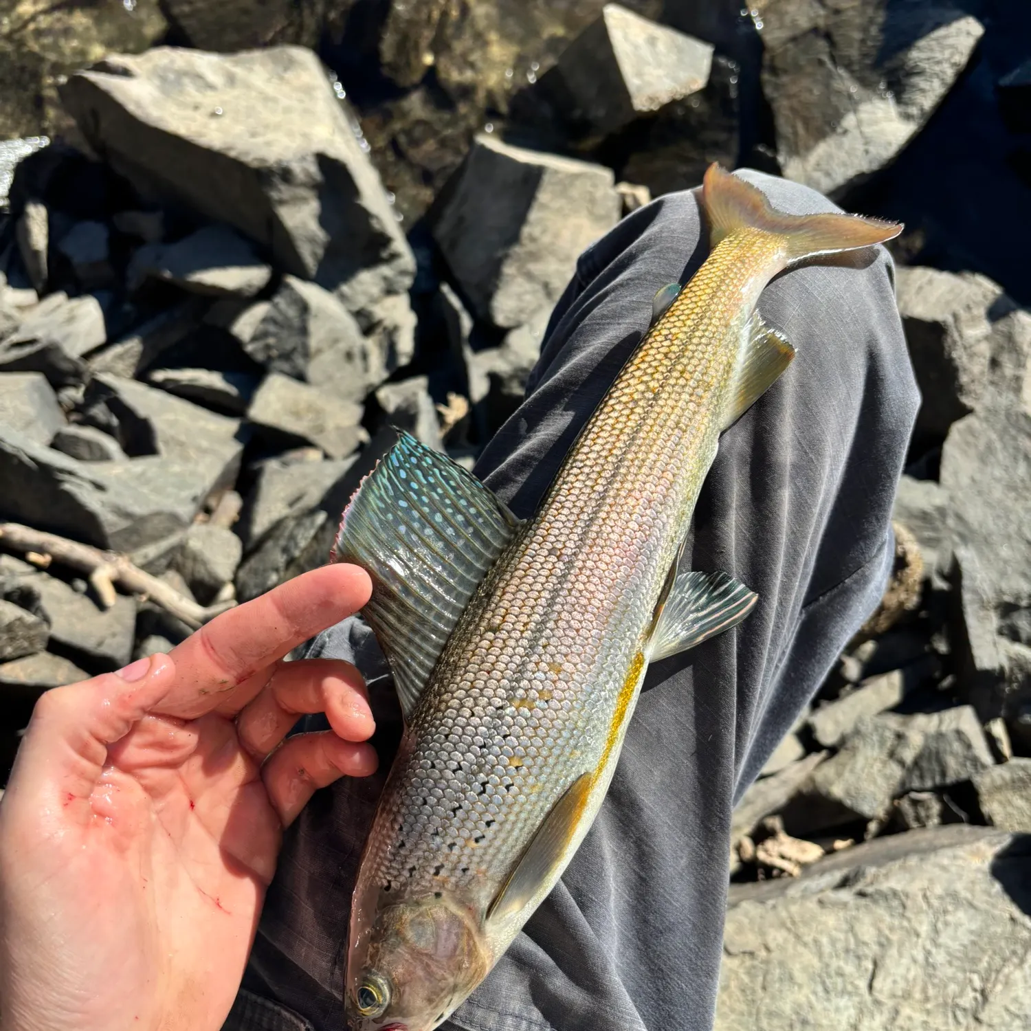 Arctic grayling caught on Fishbrain