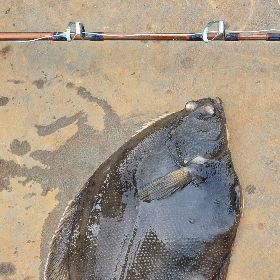 Northern rock sole caught on Fishbrain