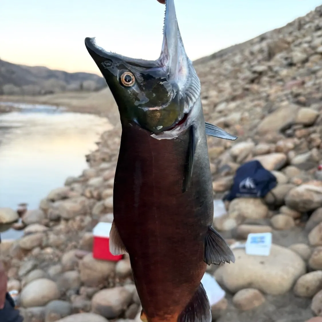 Kokanee salmon caught on Fishbrain