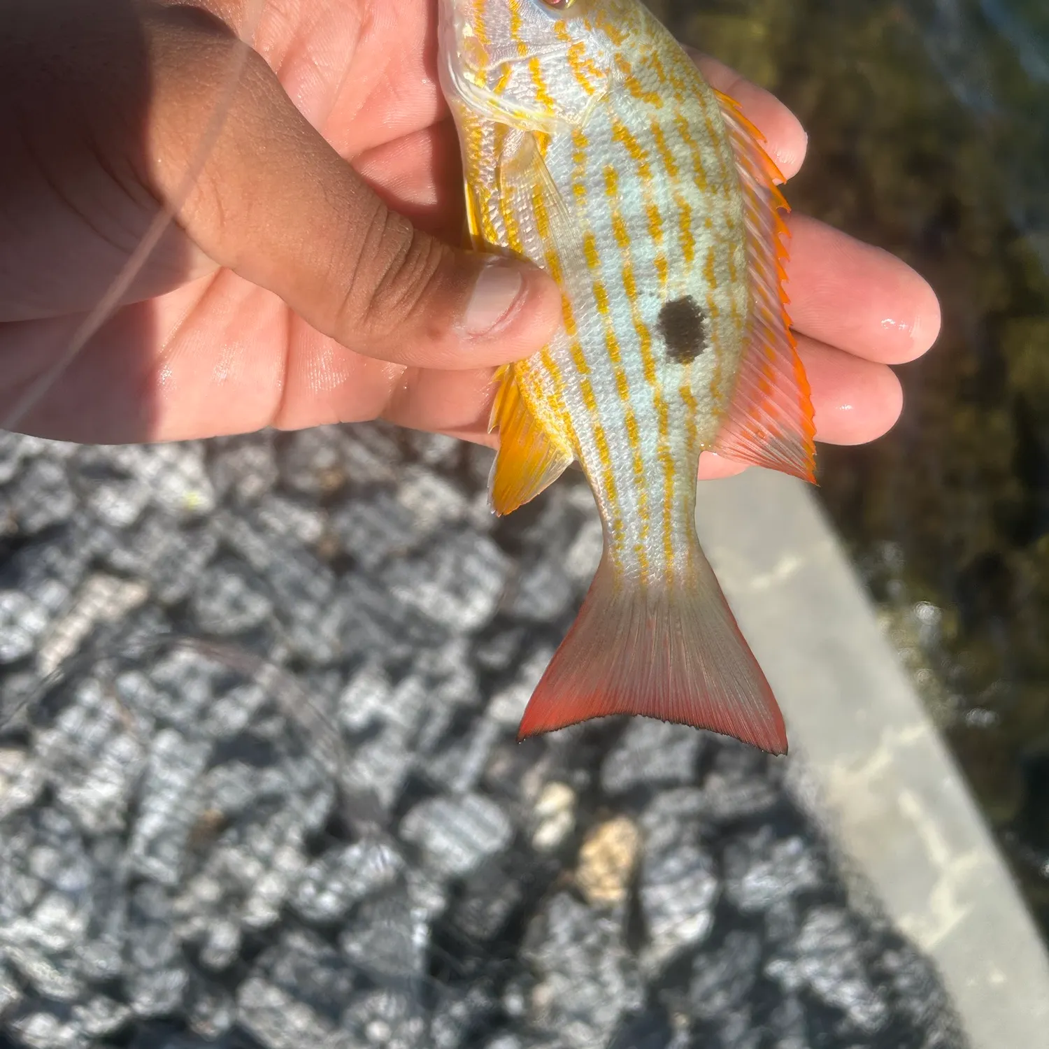 Lane snapper caught on Fishbrain