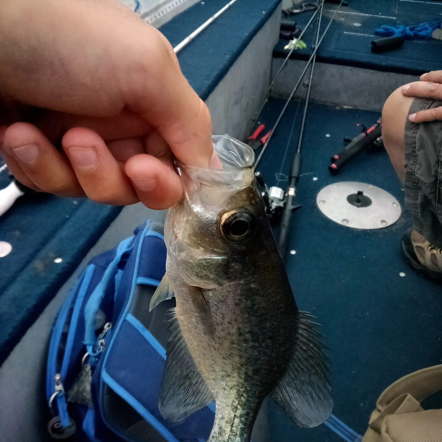 The most recent White crappie catches on Fishbrain