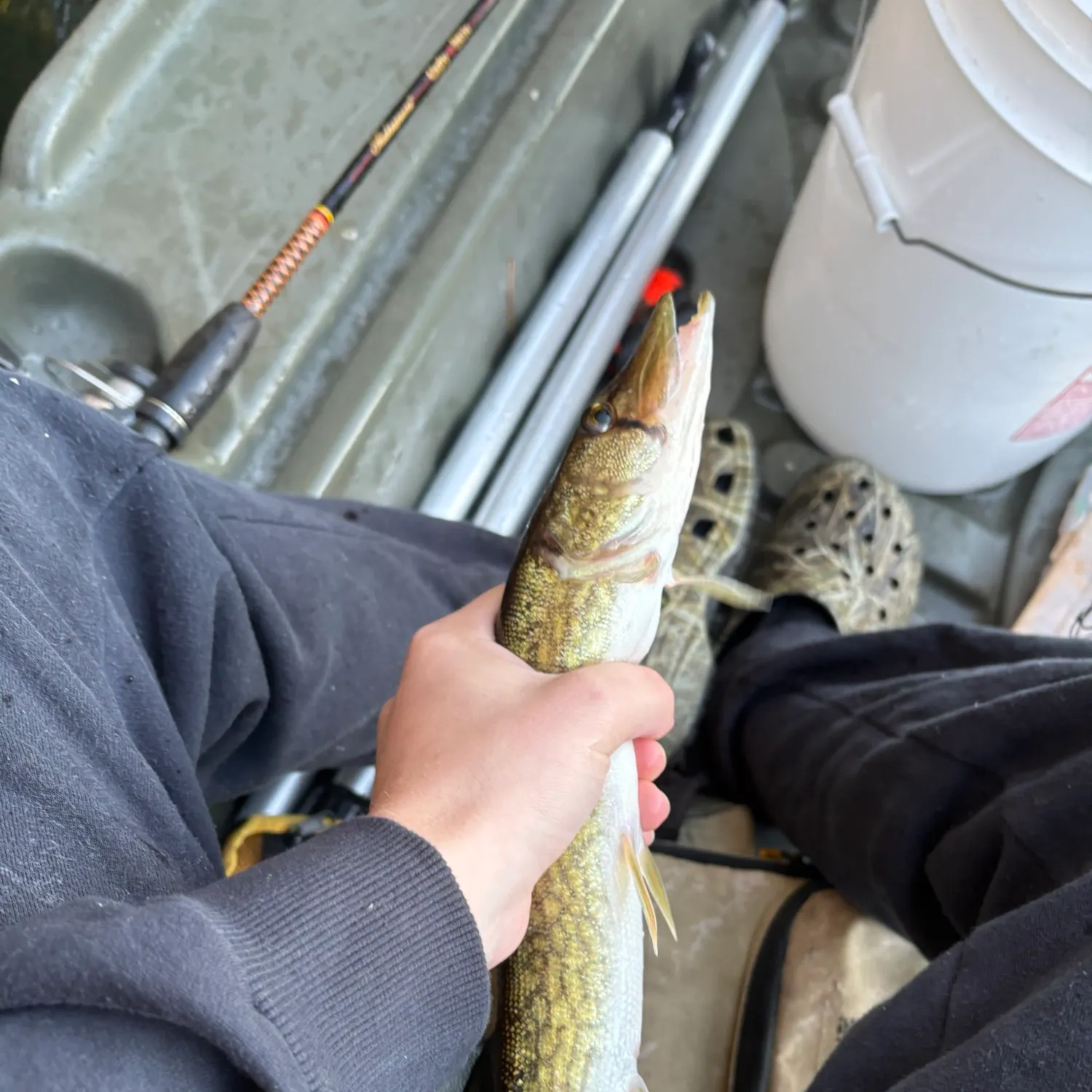 The most recent Chain pickerel catches on Fishbrain