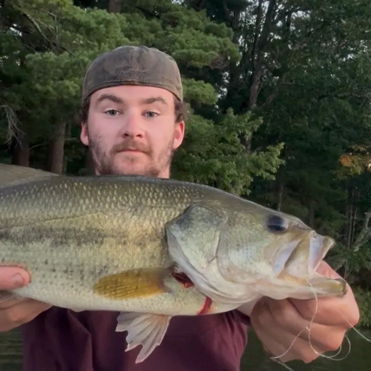 Largemouth bass caught on Fishbrain