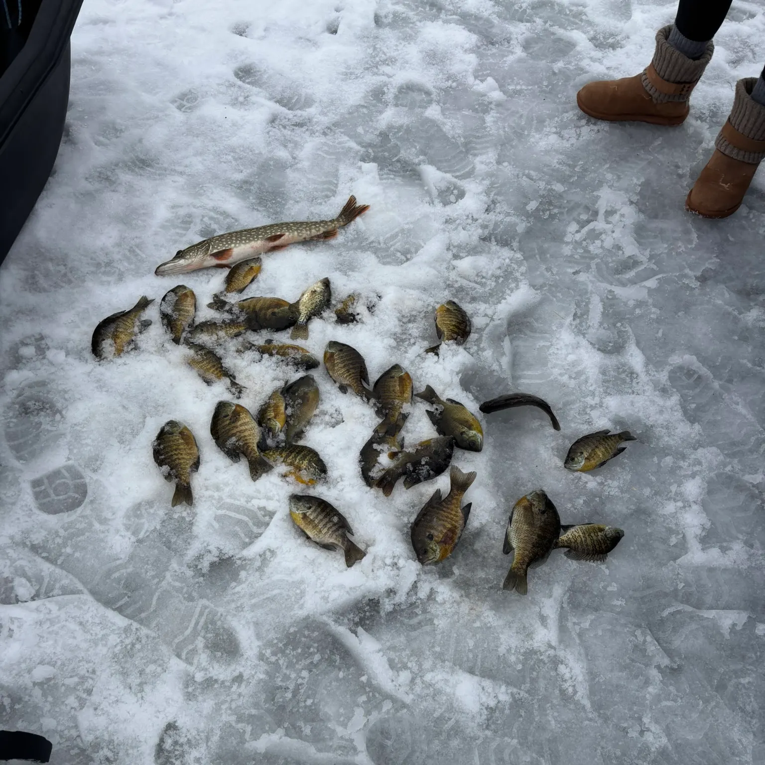 recently logged catches