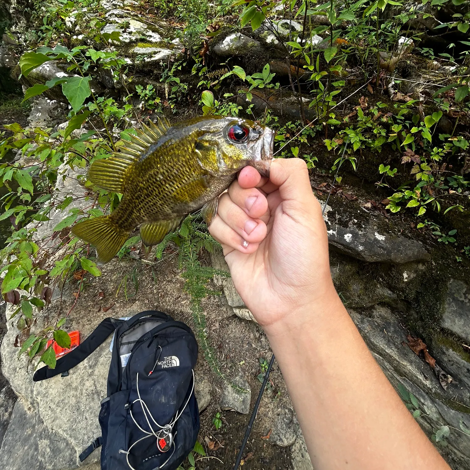 Rock bass caught on Fishbrain