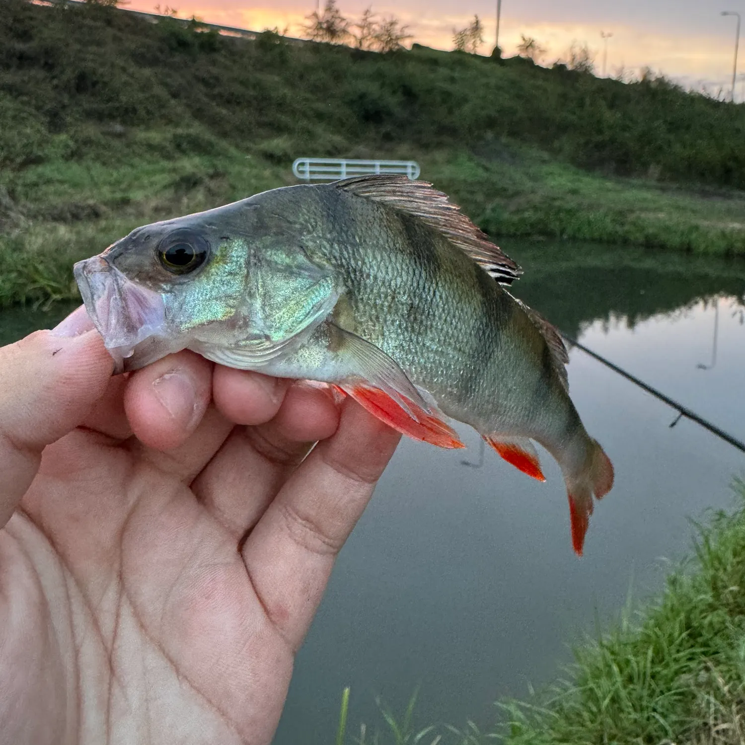 European perch caught on Fishbrain