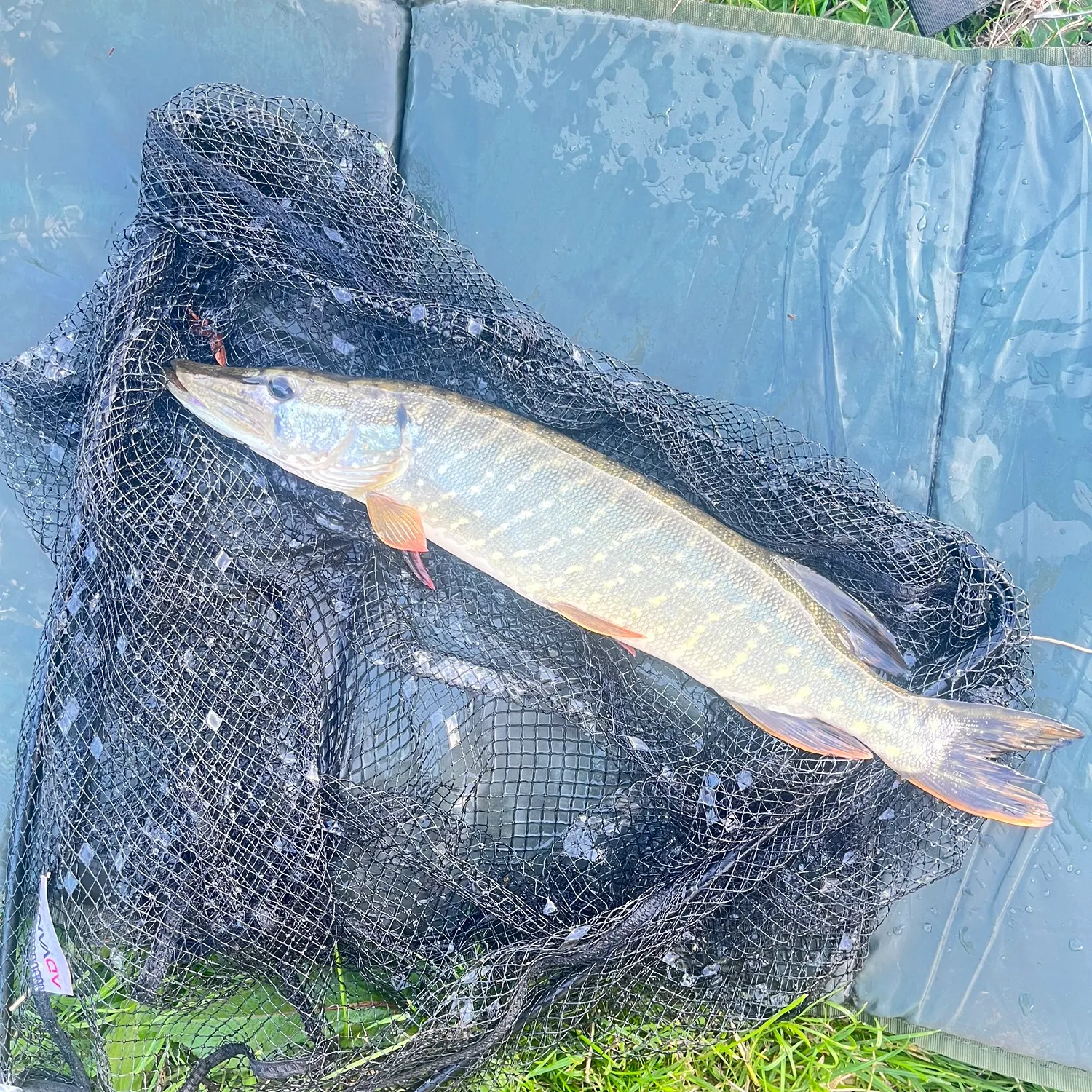 Northern pike caught on Fishbrain