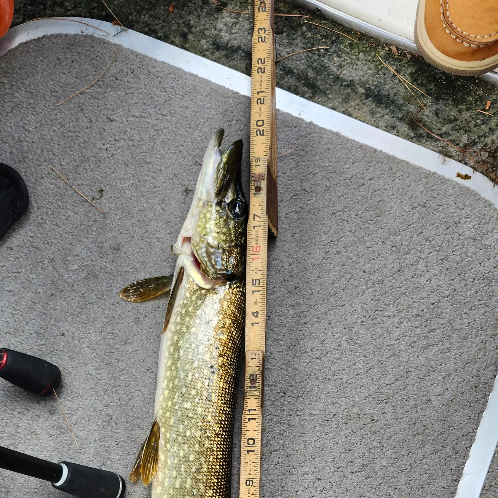 recently logged catches