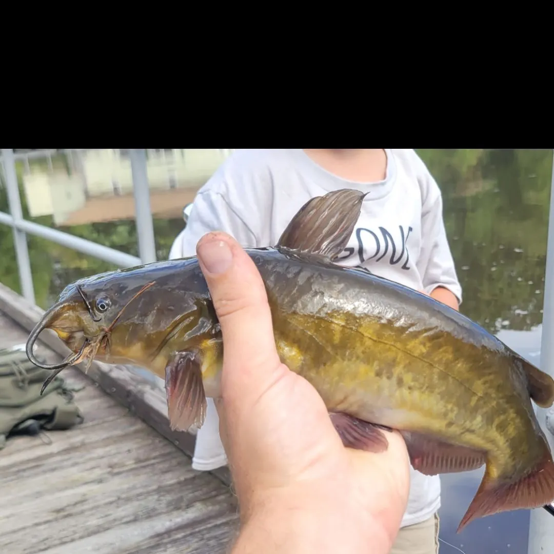 Yellow bullhead caught on Fishbrain