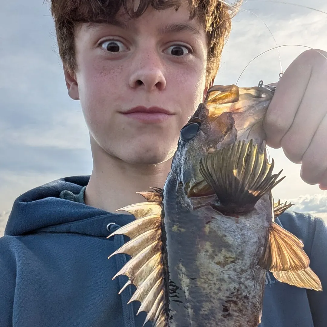 The most recent Copper rockfish catches on Fishbrain