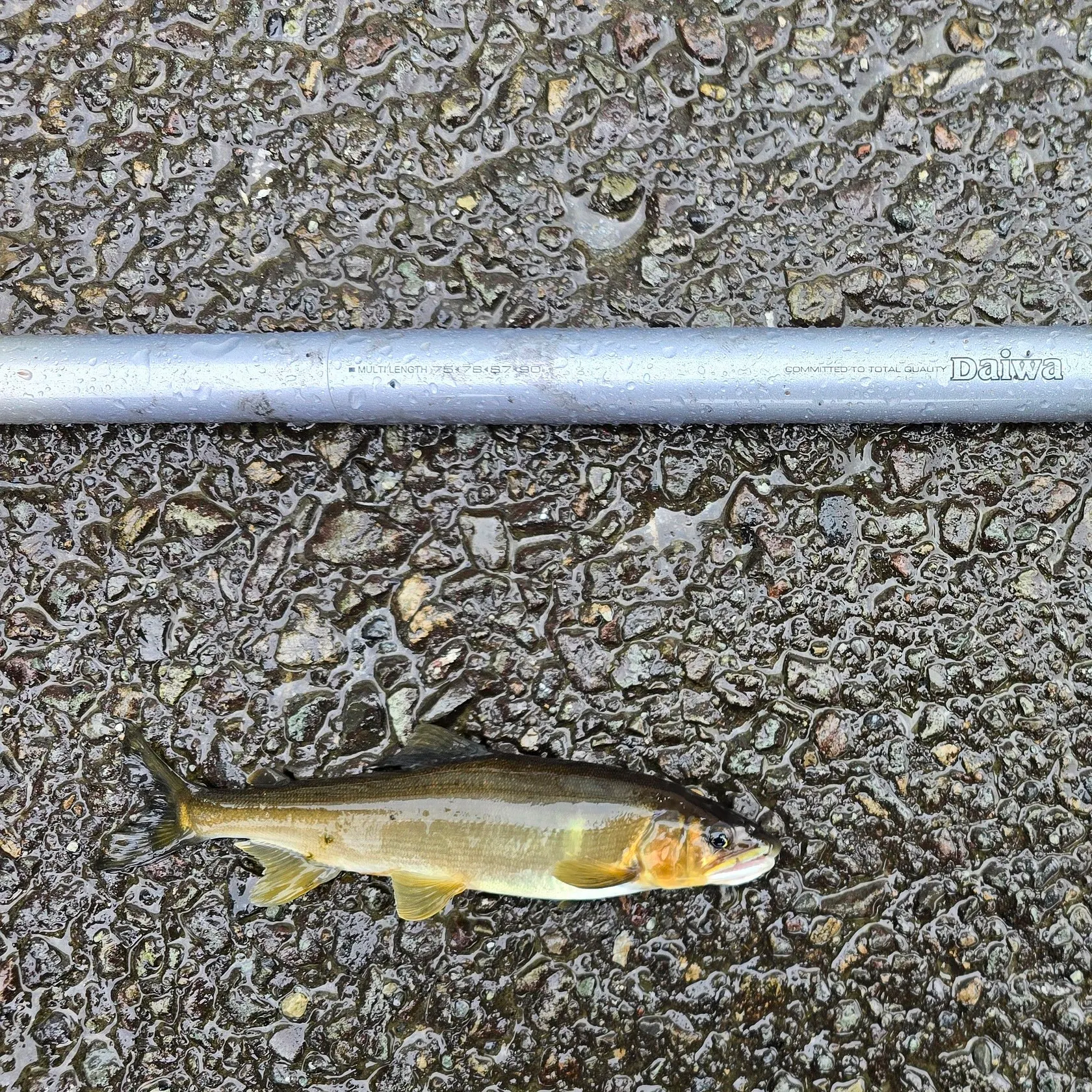 The most recent Ayu catches on Fishbrain