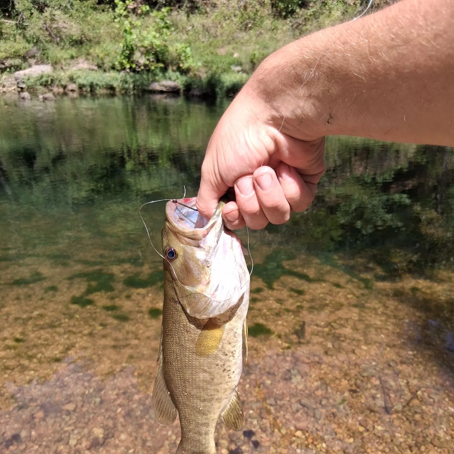 Smallmouth bass caught on Fishbrain