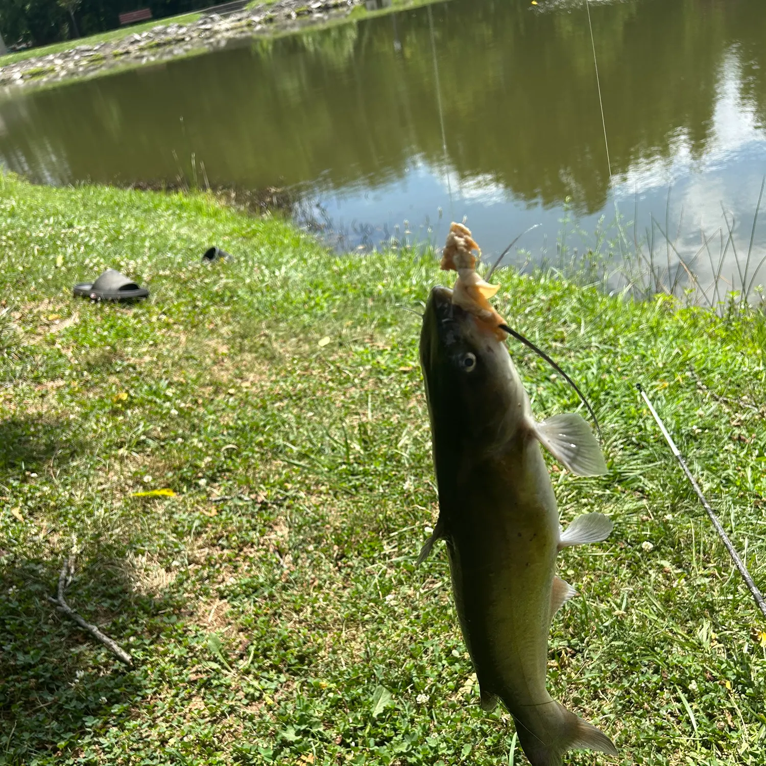 Channel catfish caught on Fishbrain