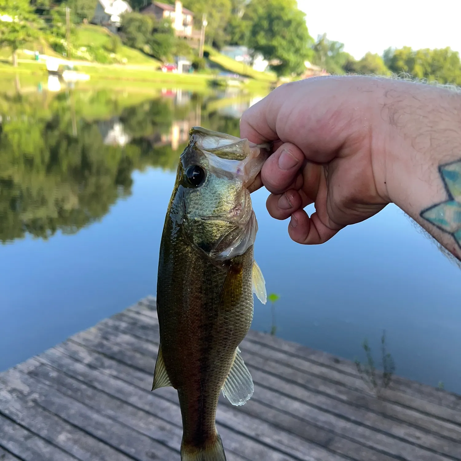 Largemouth bass caught on Fishbrain