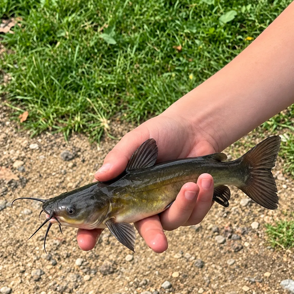 Channel catfish caught on Fishbrain