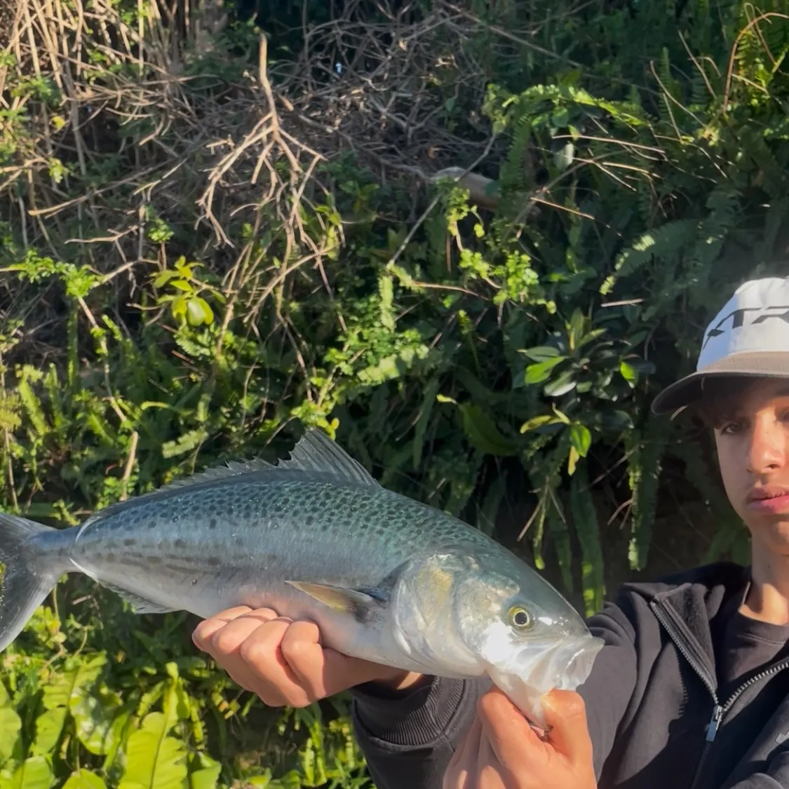 The most recent Eastern Australian salmon catches on Fishbrain