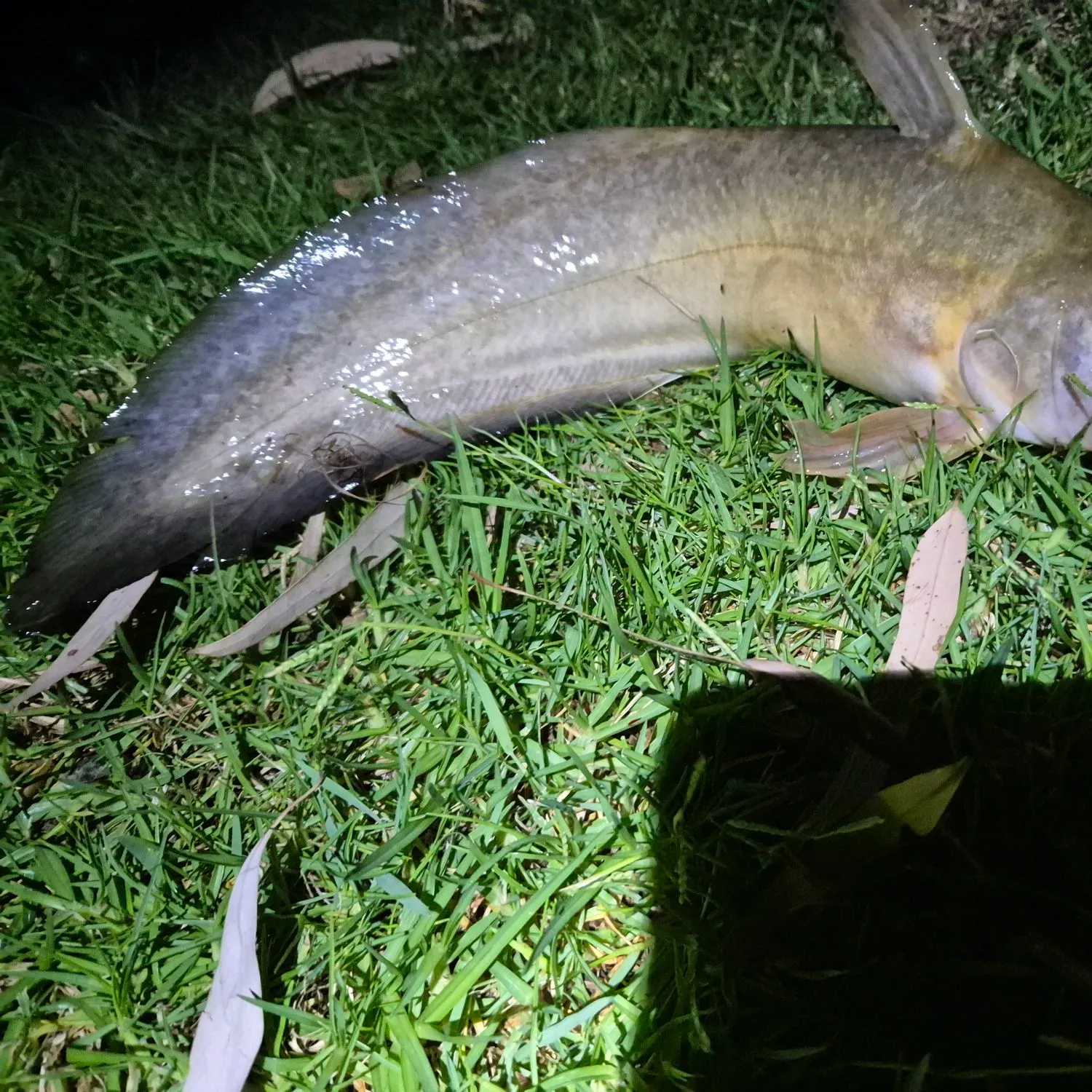 The most recent Dewfish catches on Fishbrain