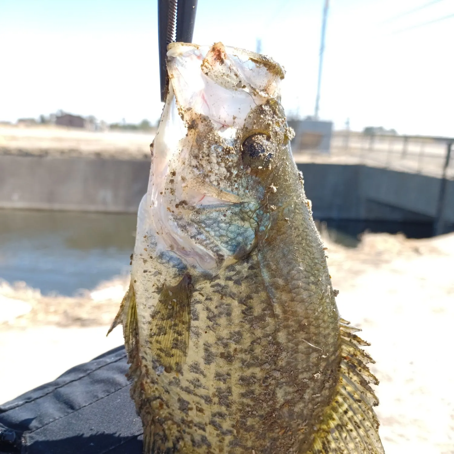 Black crappie caught on Fishbrain