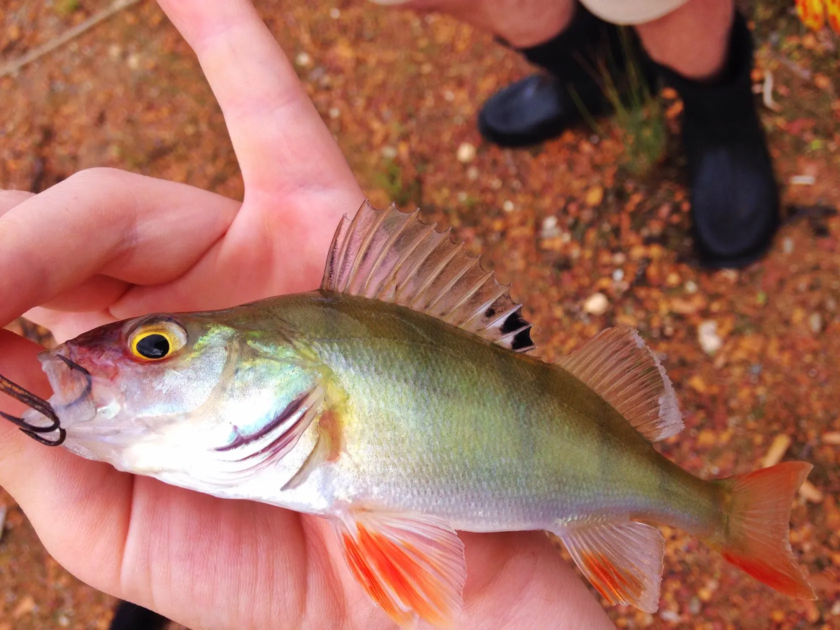 Post image from twebber7903