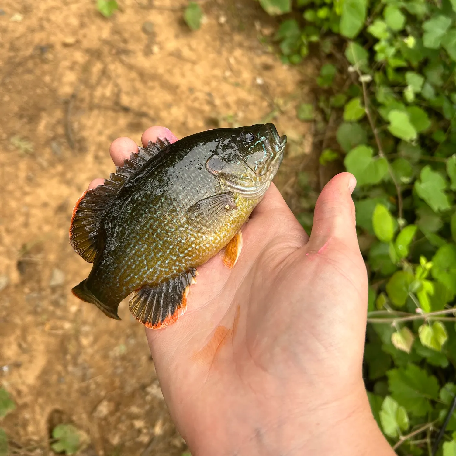 catch