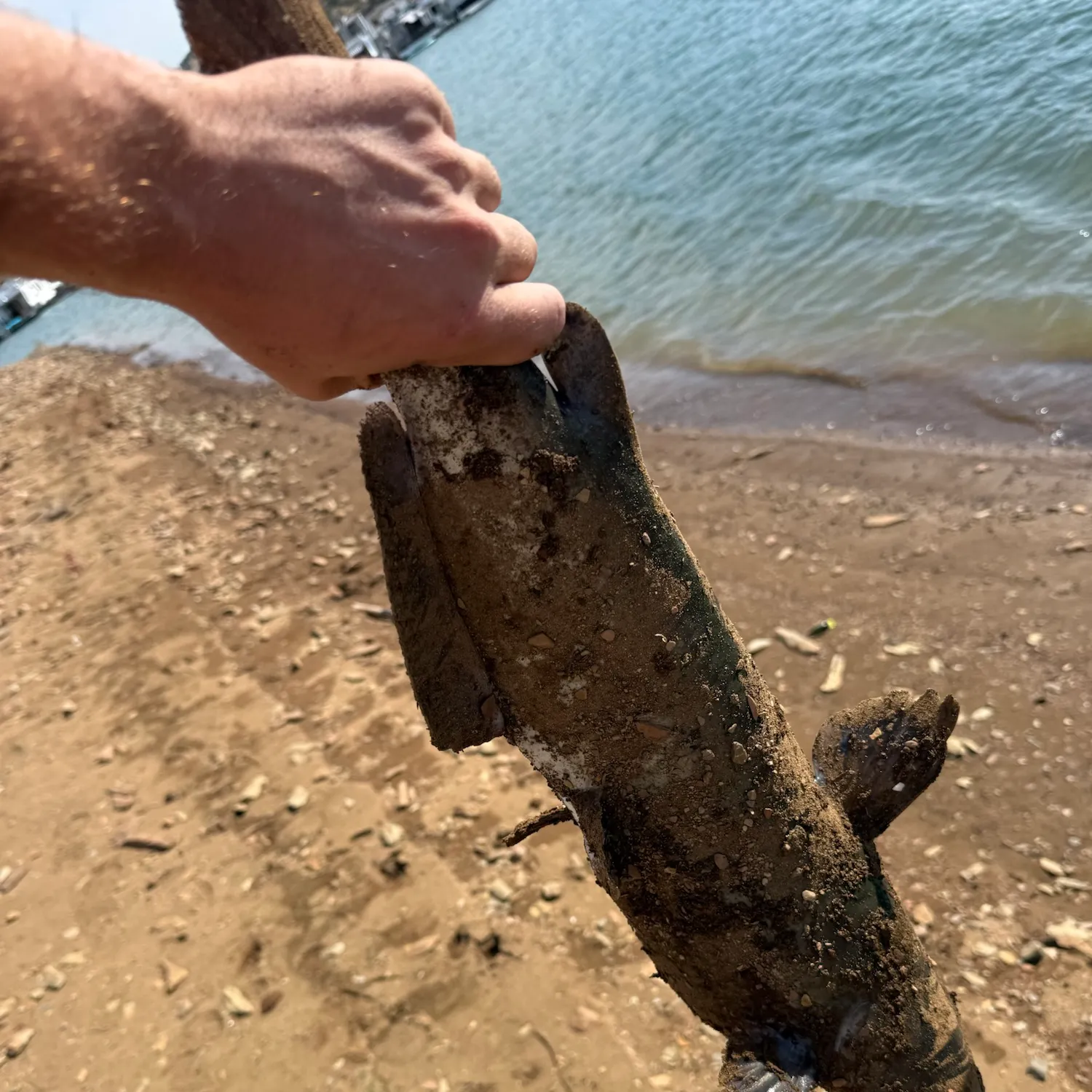Channel catfish caught on Fishbrain