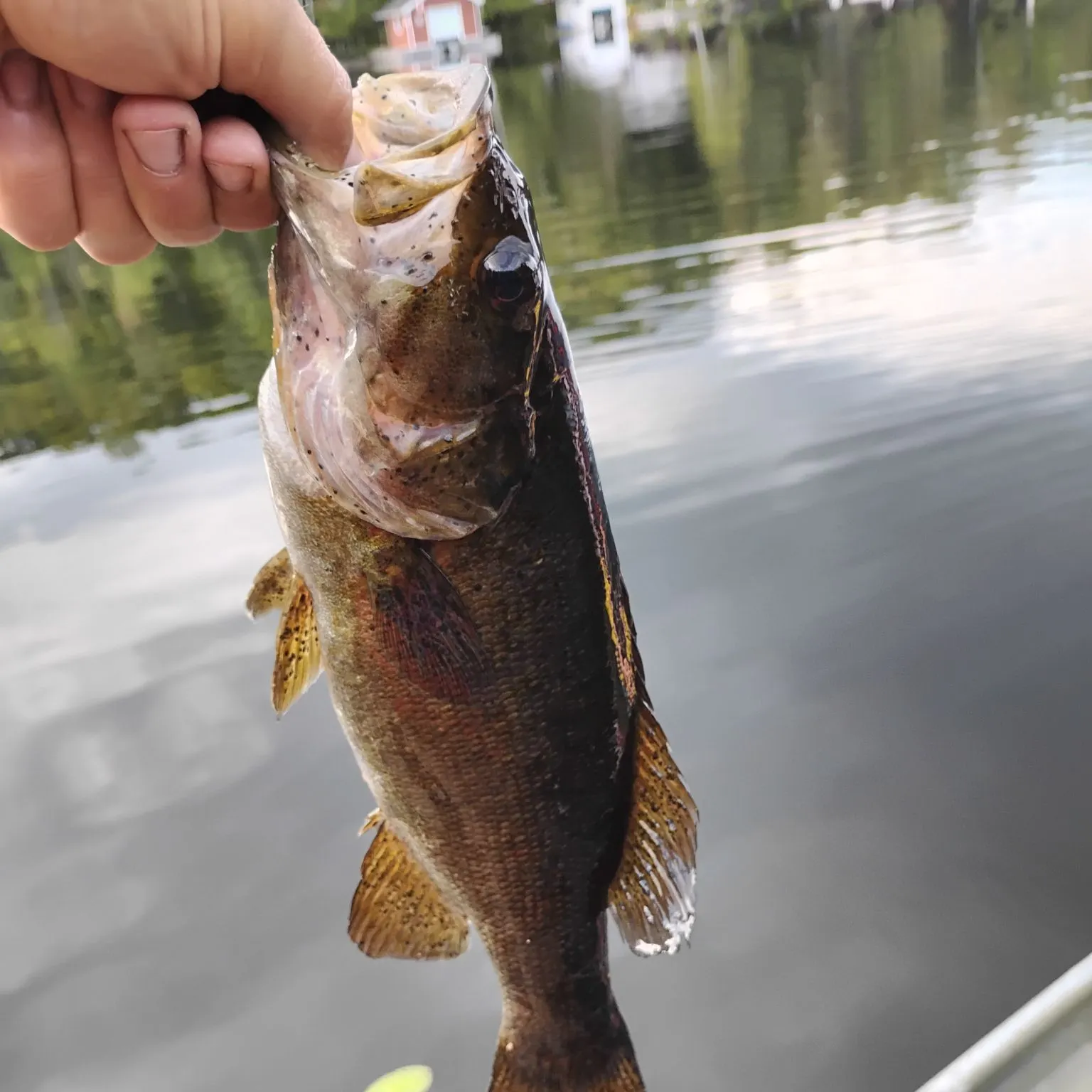 Smallmouth bass caught on Fishbrain