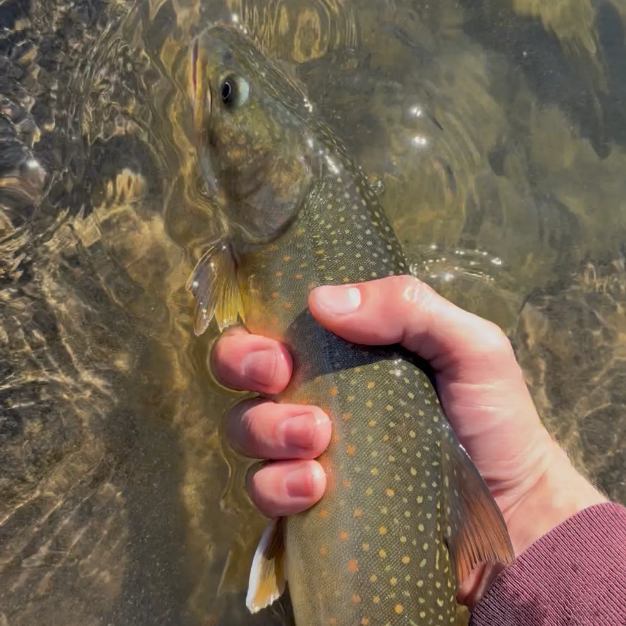 Bull trout caught on Fishbrain