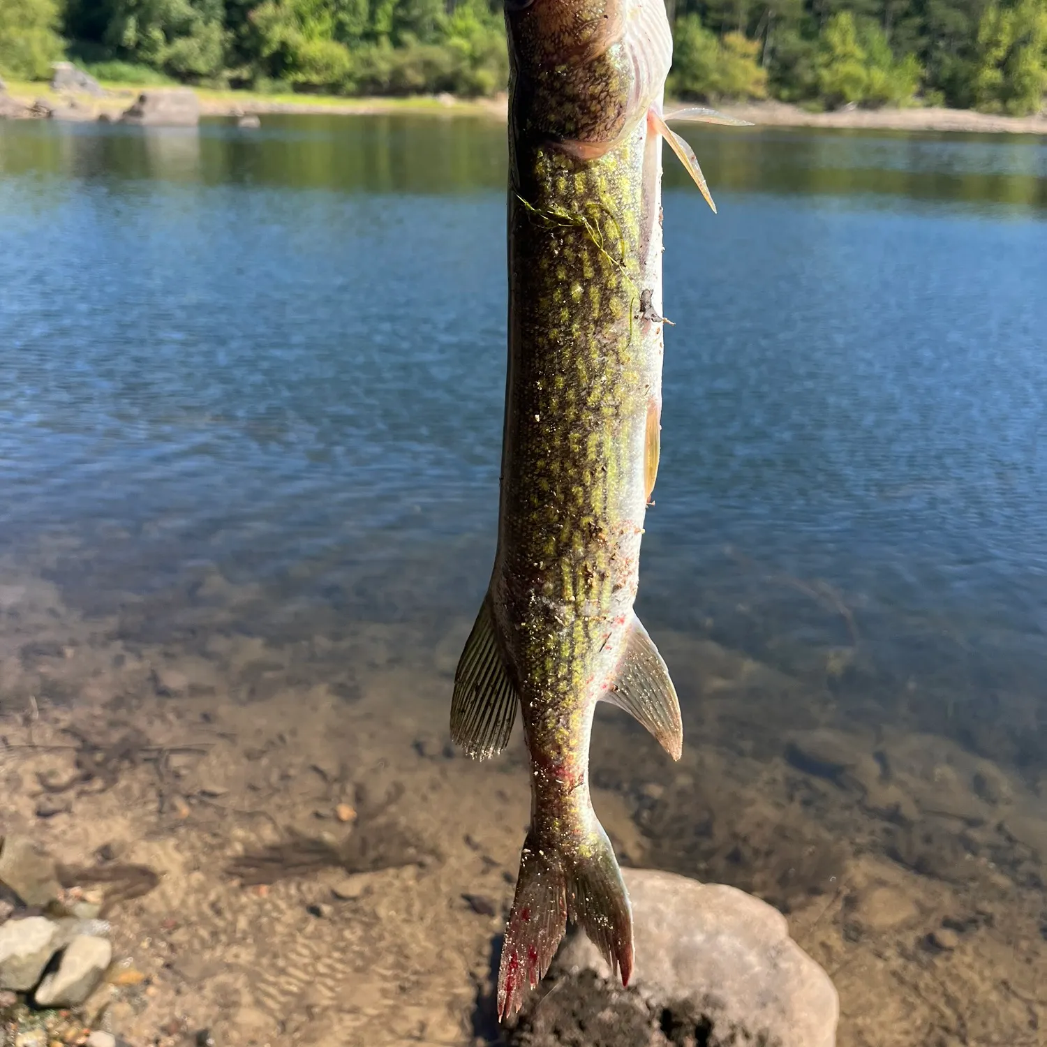 Chain pickerel caught on Fishbrain
