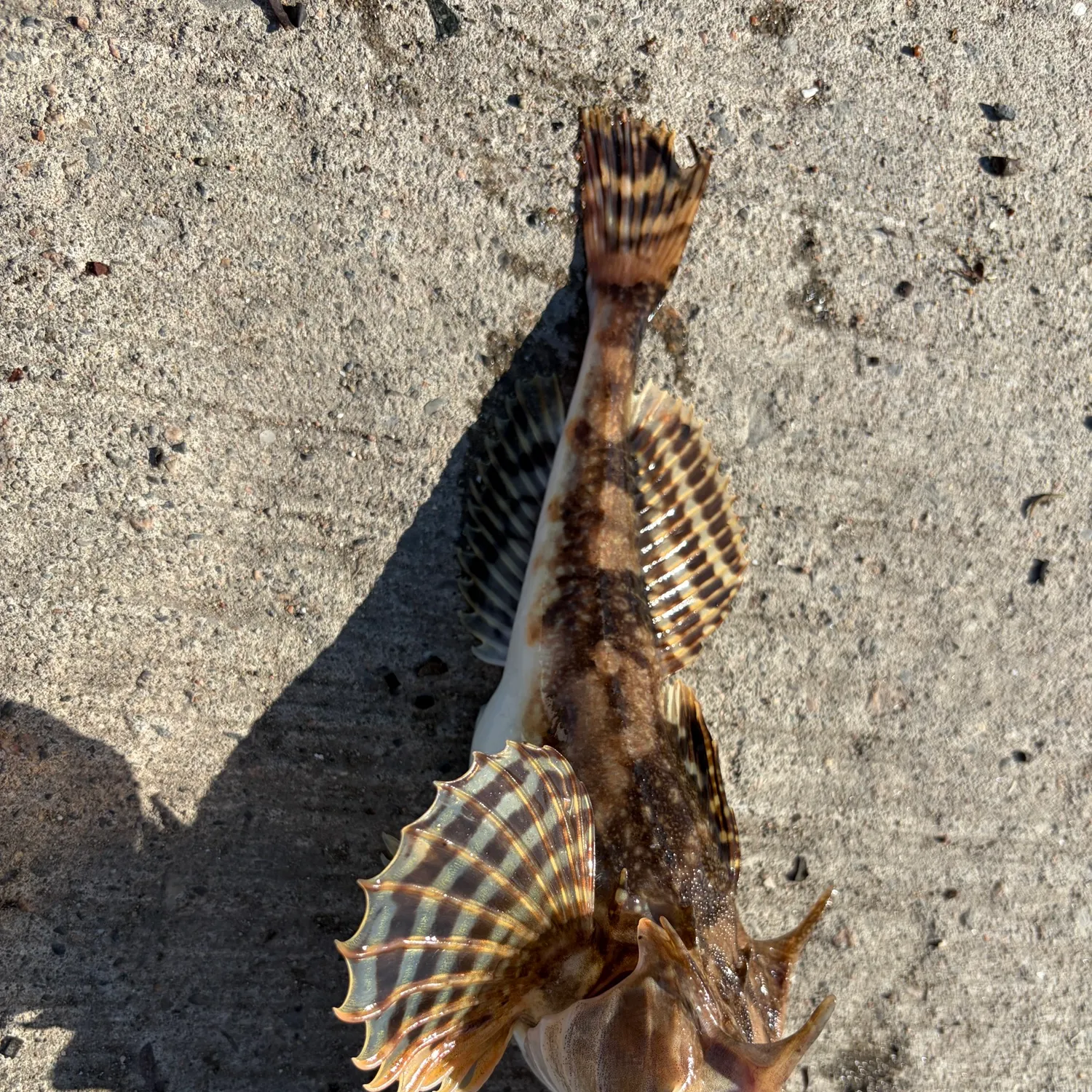The most recent Longhorn sculpin catches on Fishbrain