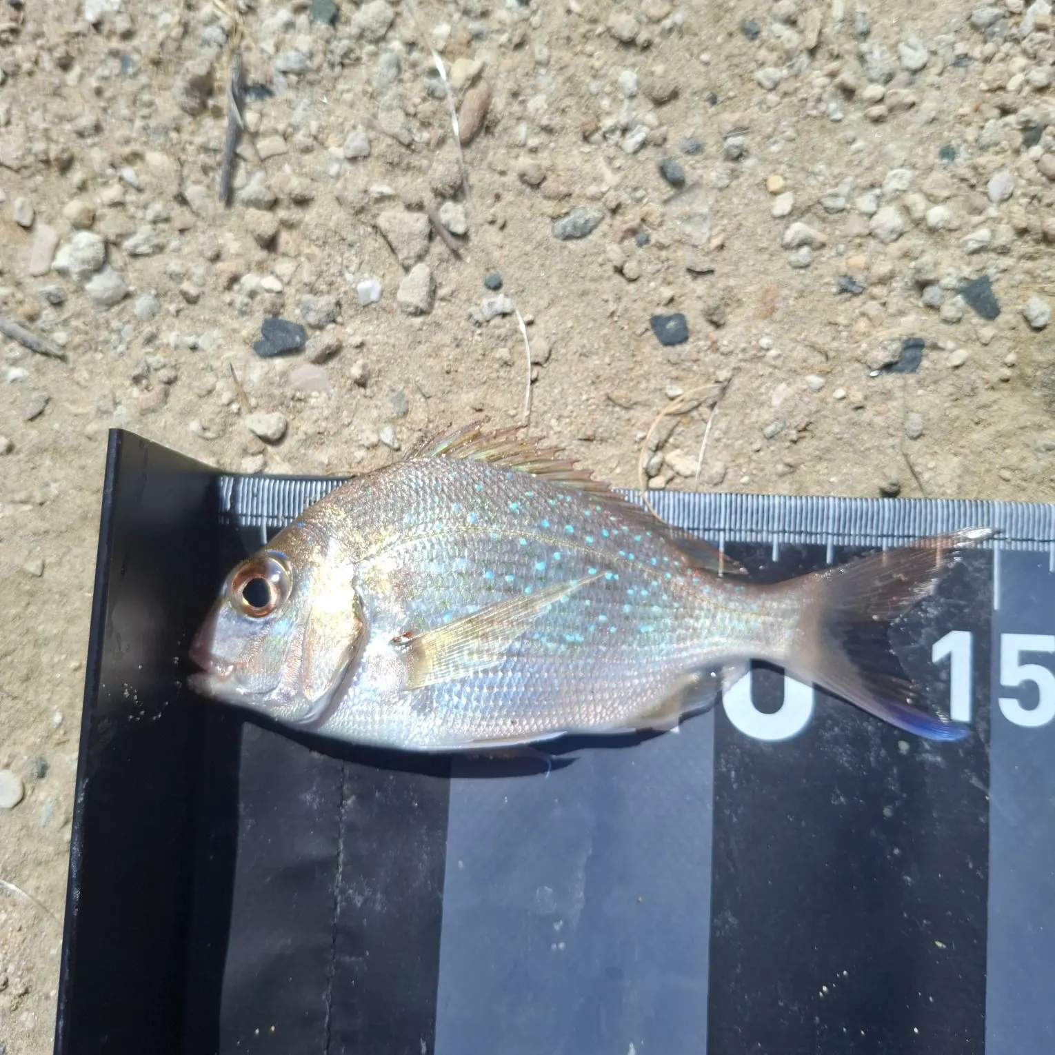 Australasian snapper caught on Fishbrain