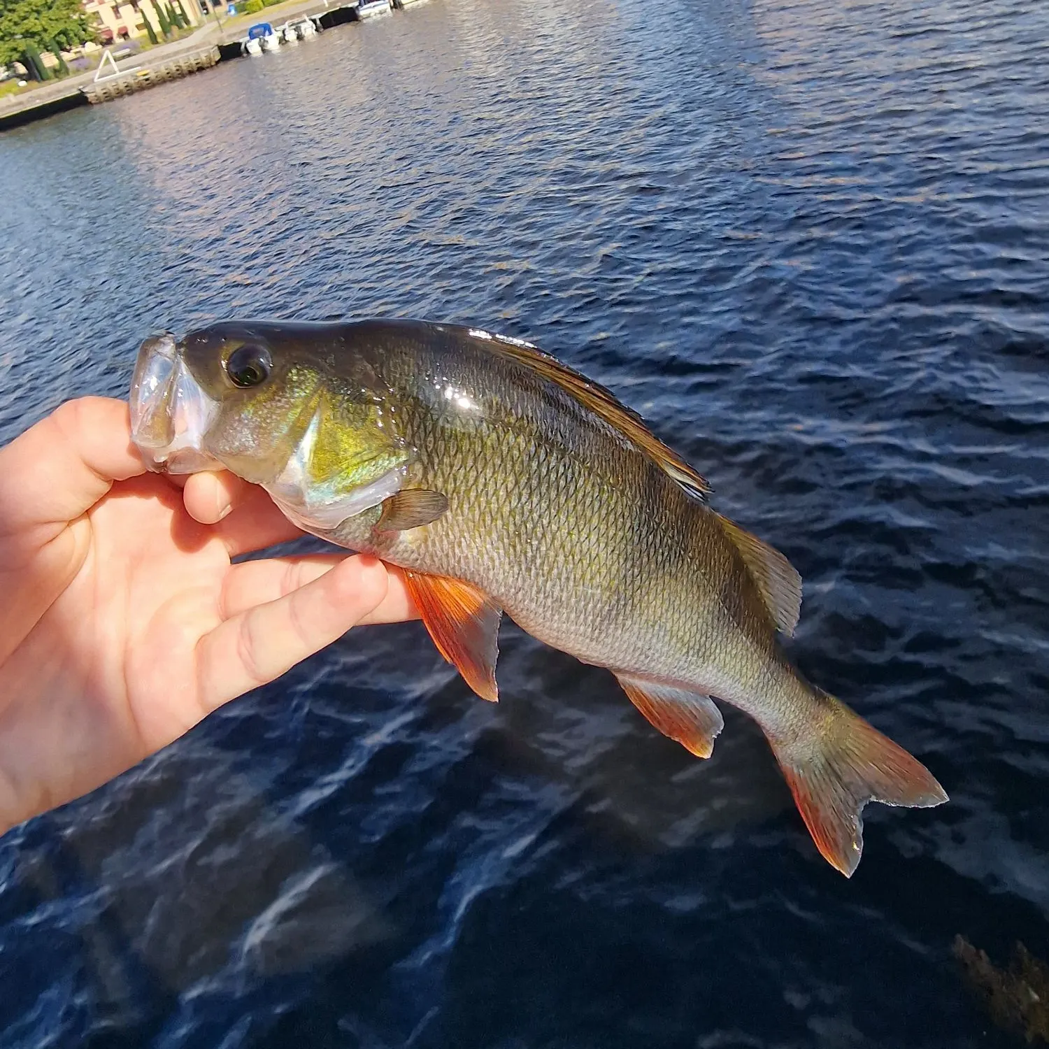 catch