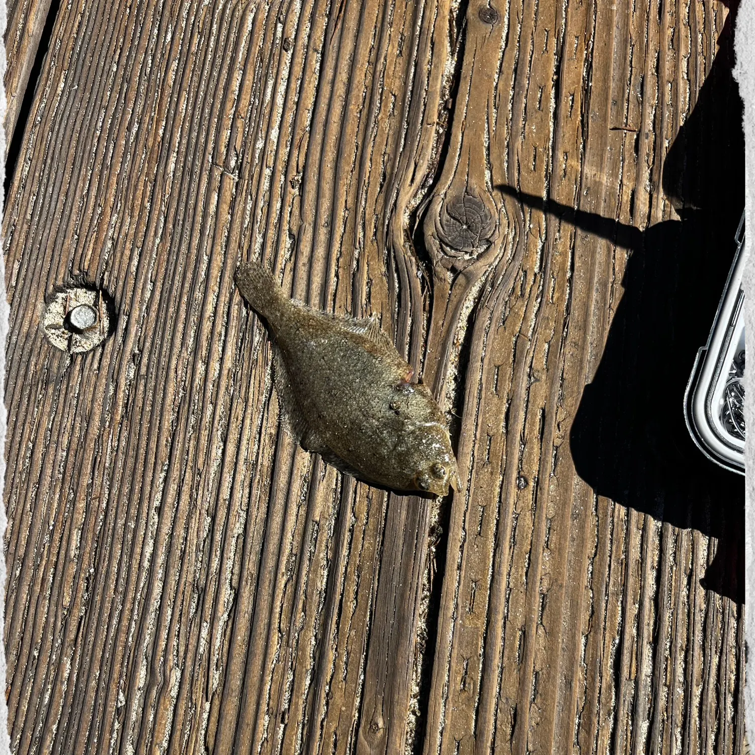 The most recent Pacific halibut catches on Fishbrain