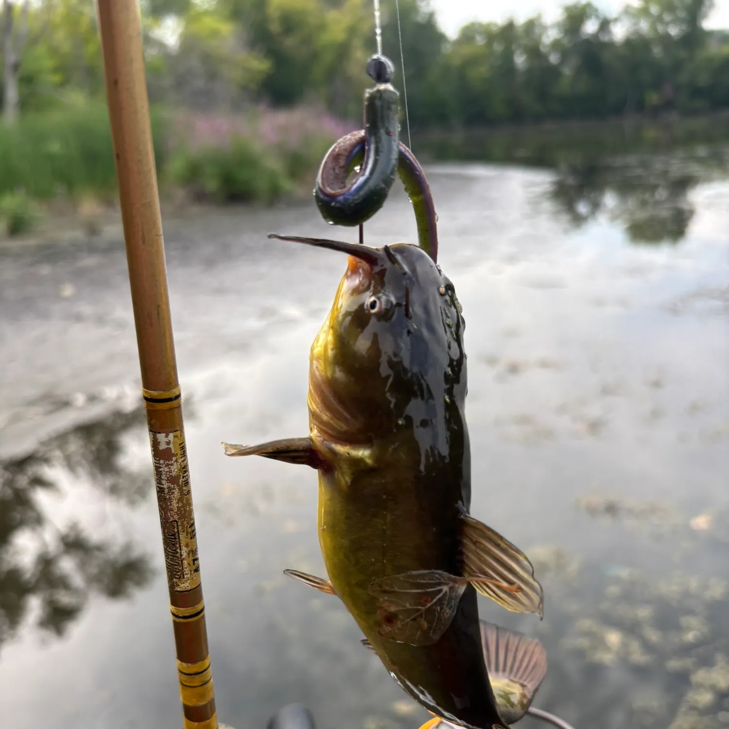 Black bullhead caught on Fishbrain