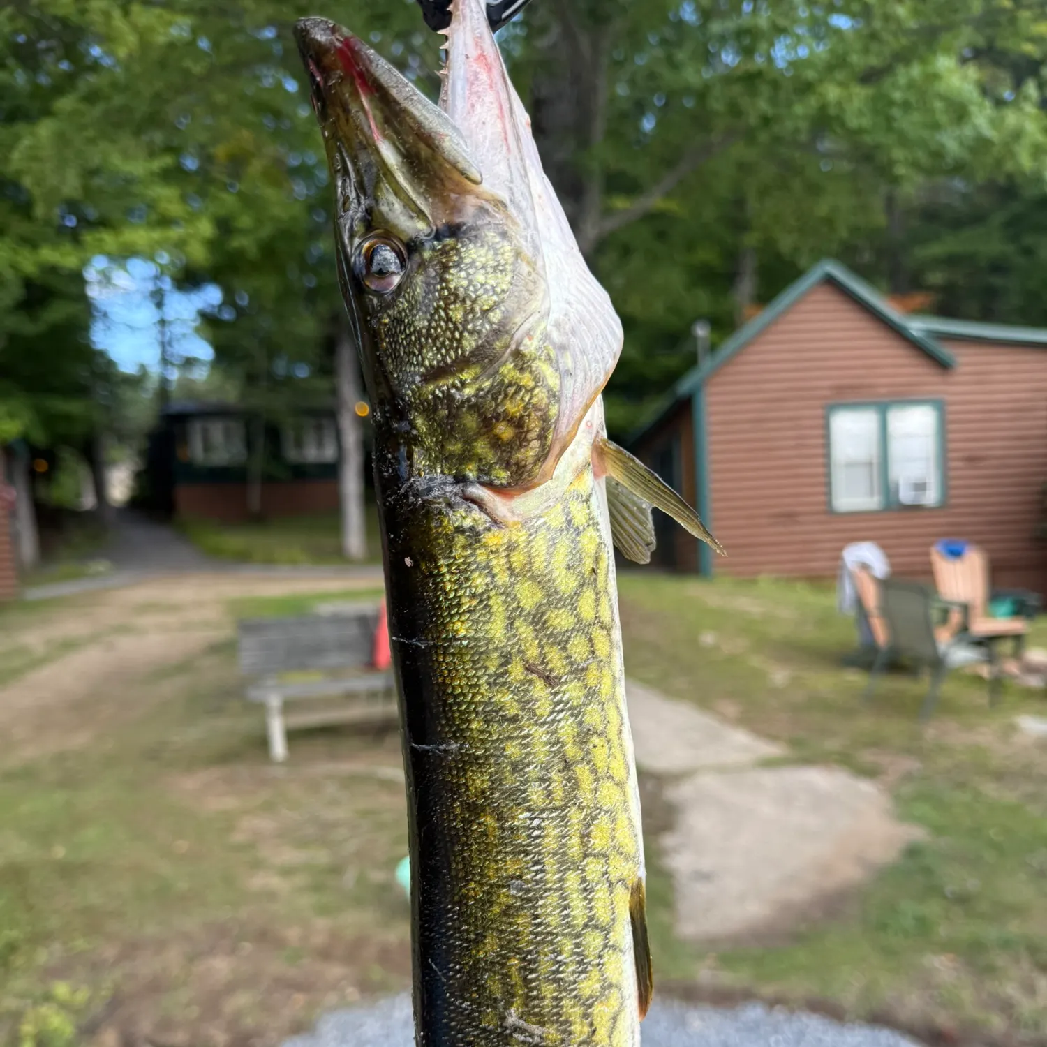 Chain pickerel caught on Fishbrain