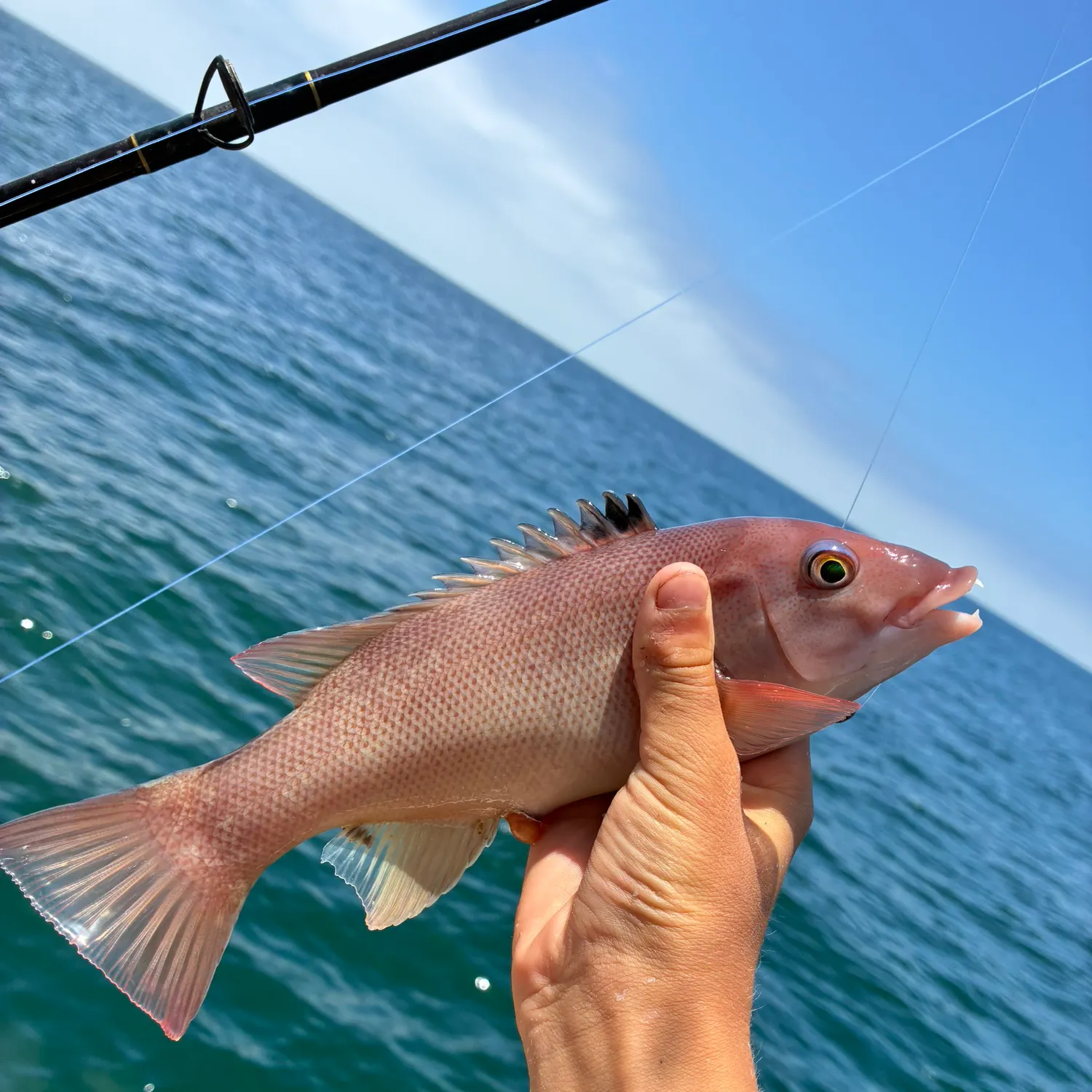 The most recent California sheephead catches on Fishbrain