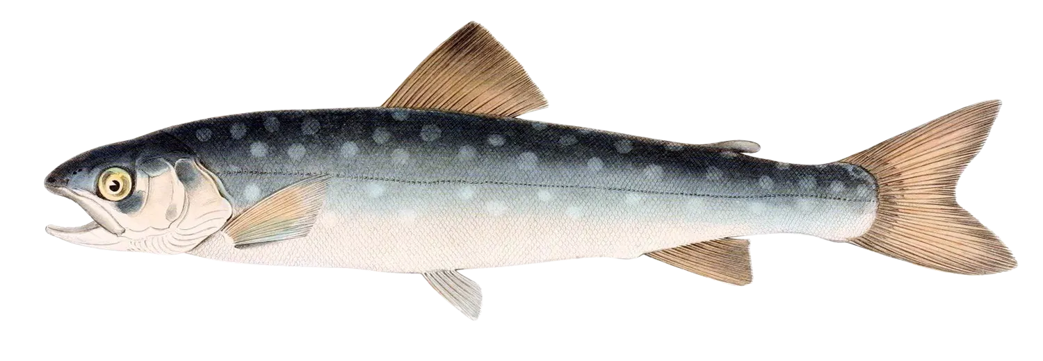 Whitespotted char