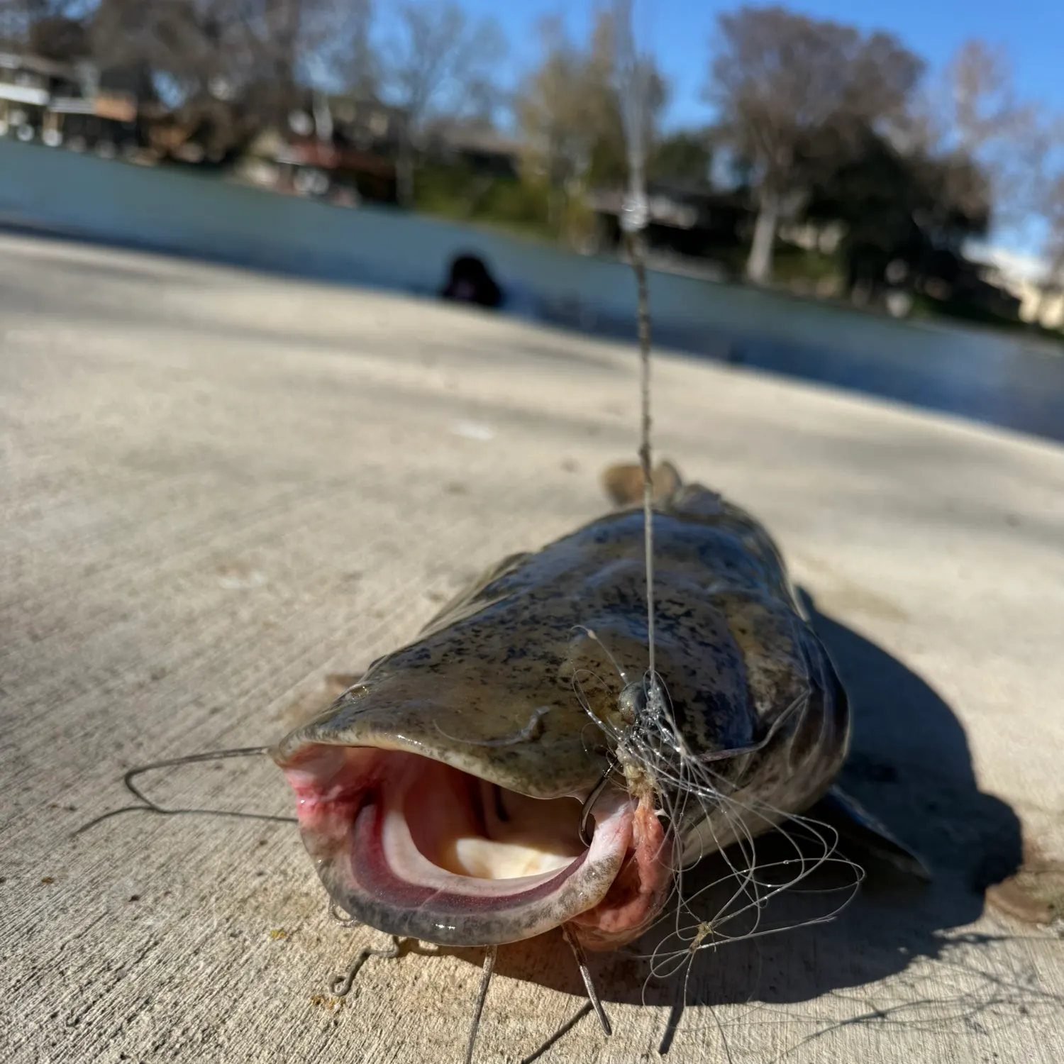 The most recent Flathead catfish catches on Fishbrain