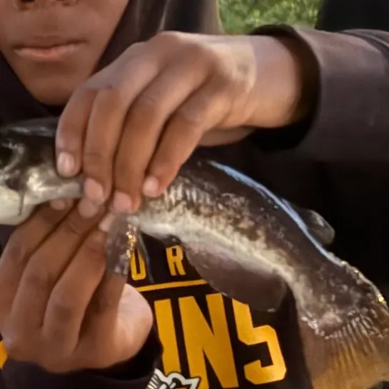 The most recent Widehead catfish catches on Fishbrain