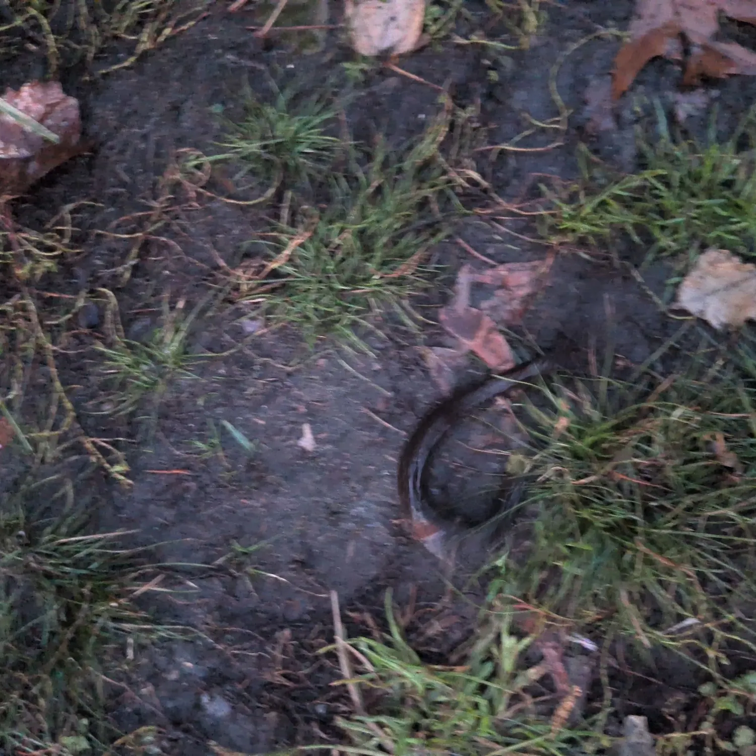 American eel caught on Fishbrain
