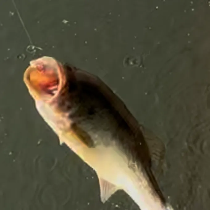 Fish caught on Fishbrain