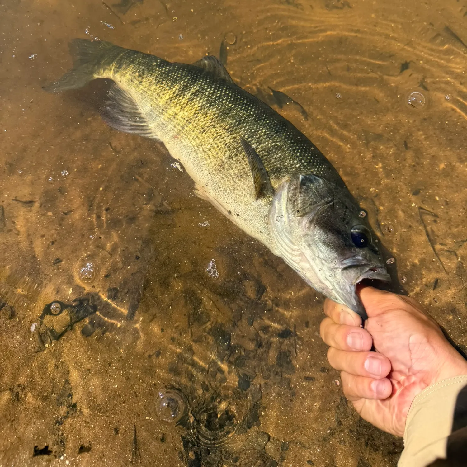 The most recent Shoal bass catches on Fishbrain