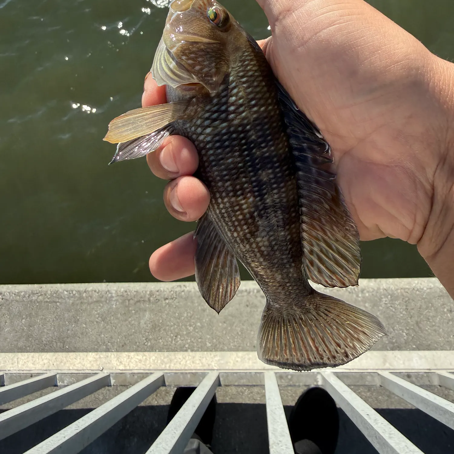The most recent Black sea bass catches on Fishbrain