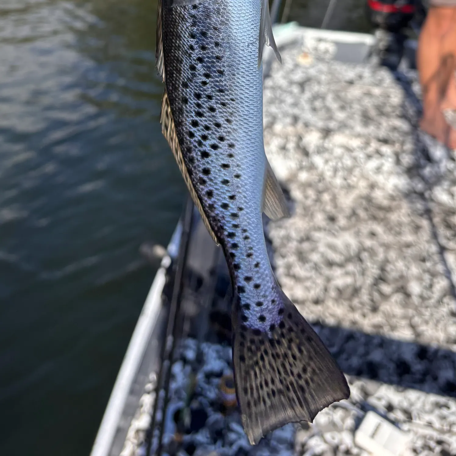 The most recent Spotted seatrout catches on Fishbrain