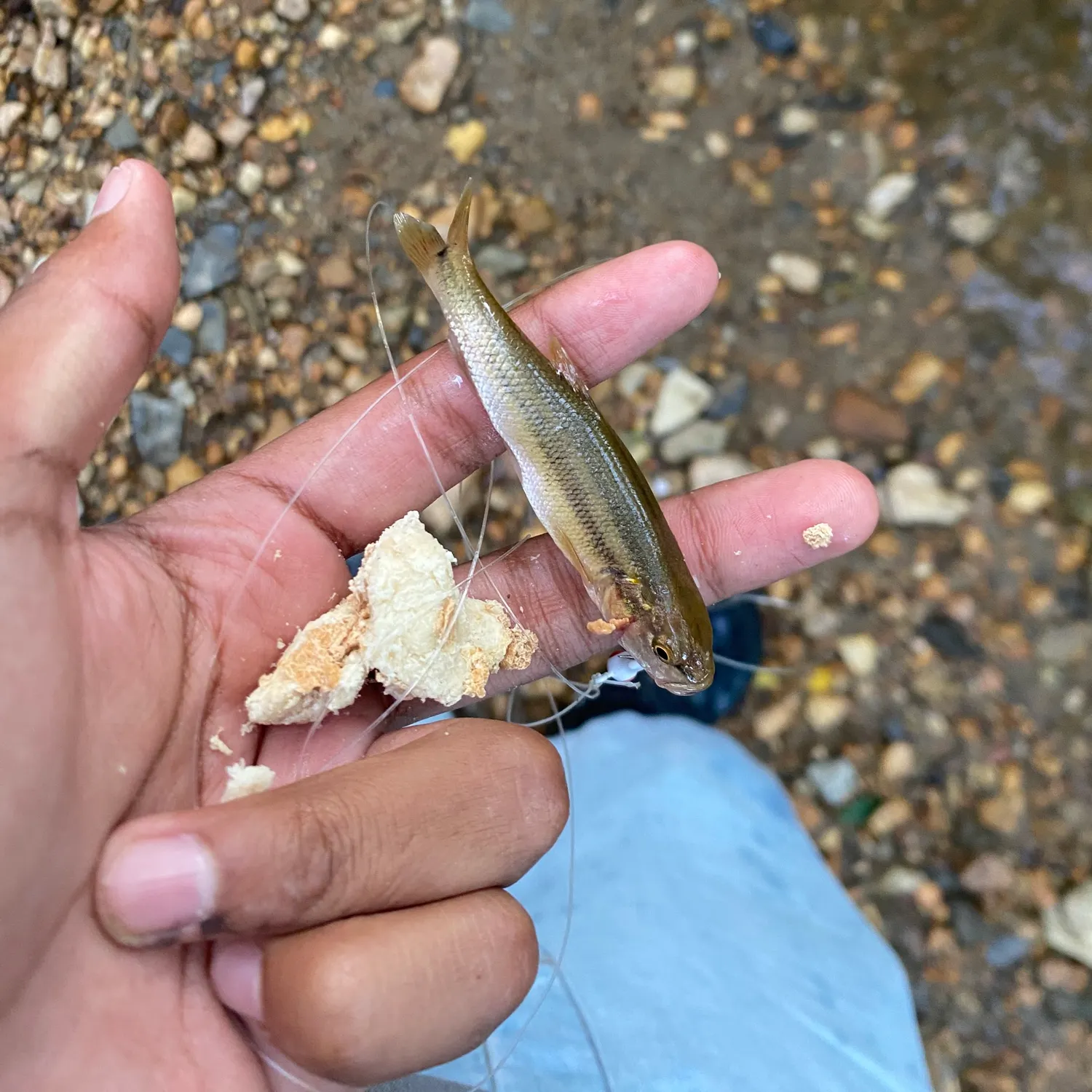 Creek chub caught on Fishbrain