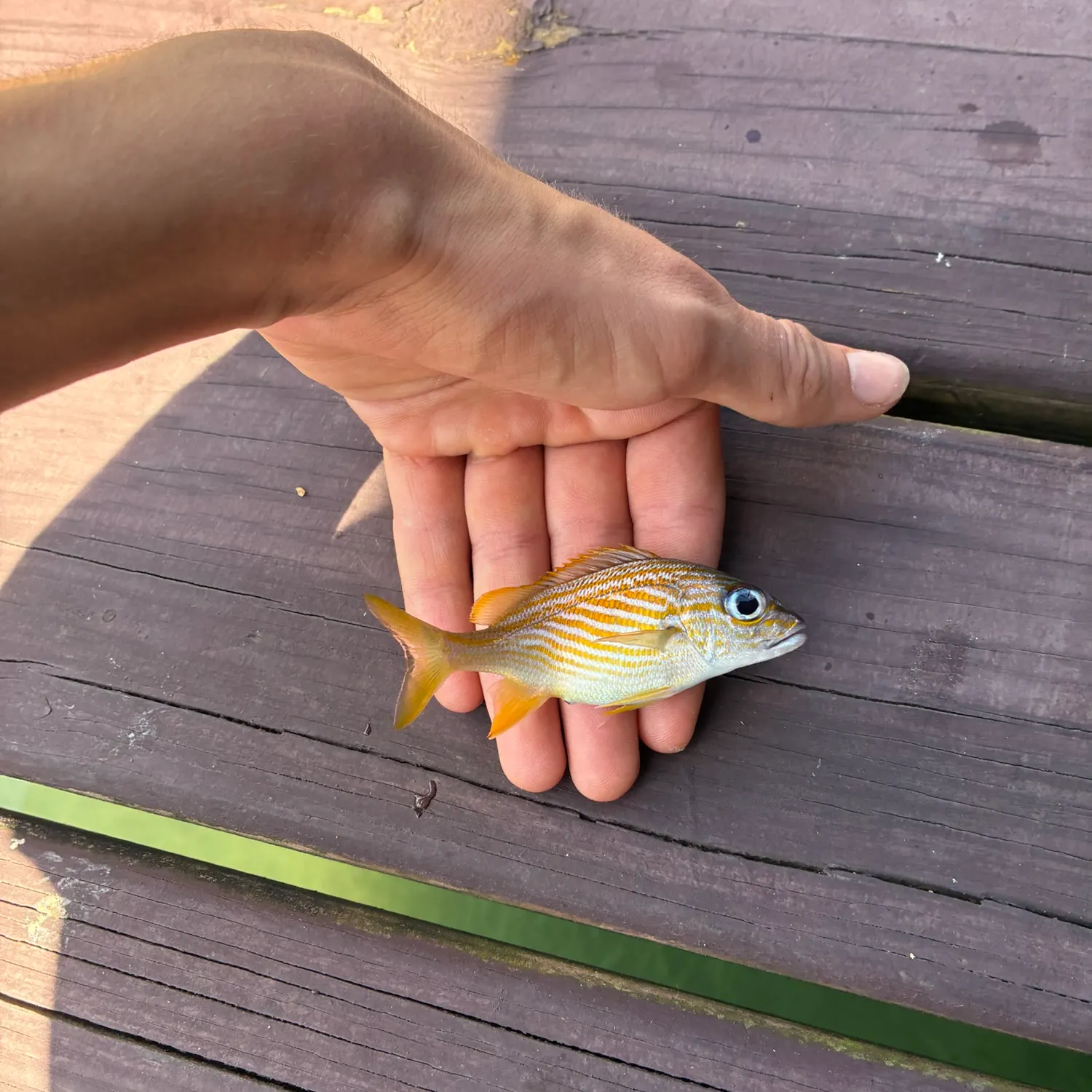 White grunt caught on Fishbrain