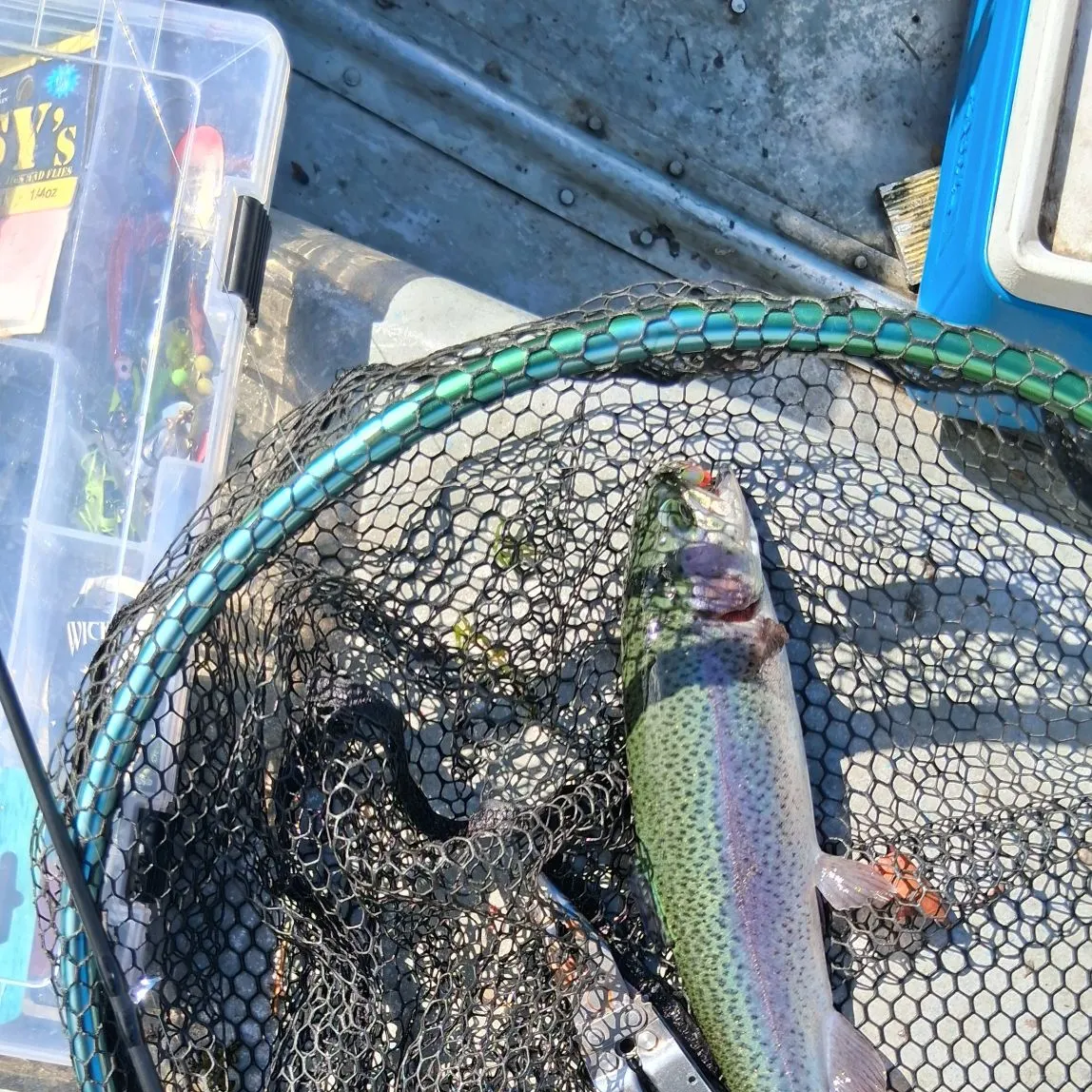 Rainbow trout caught on Fishbrain