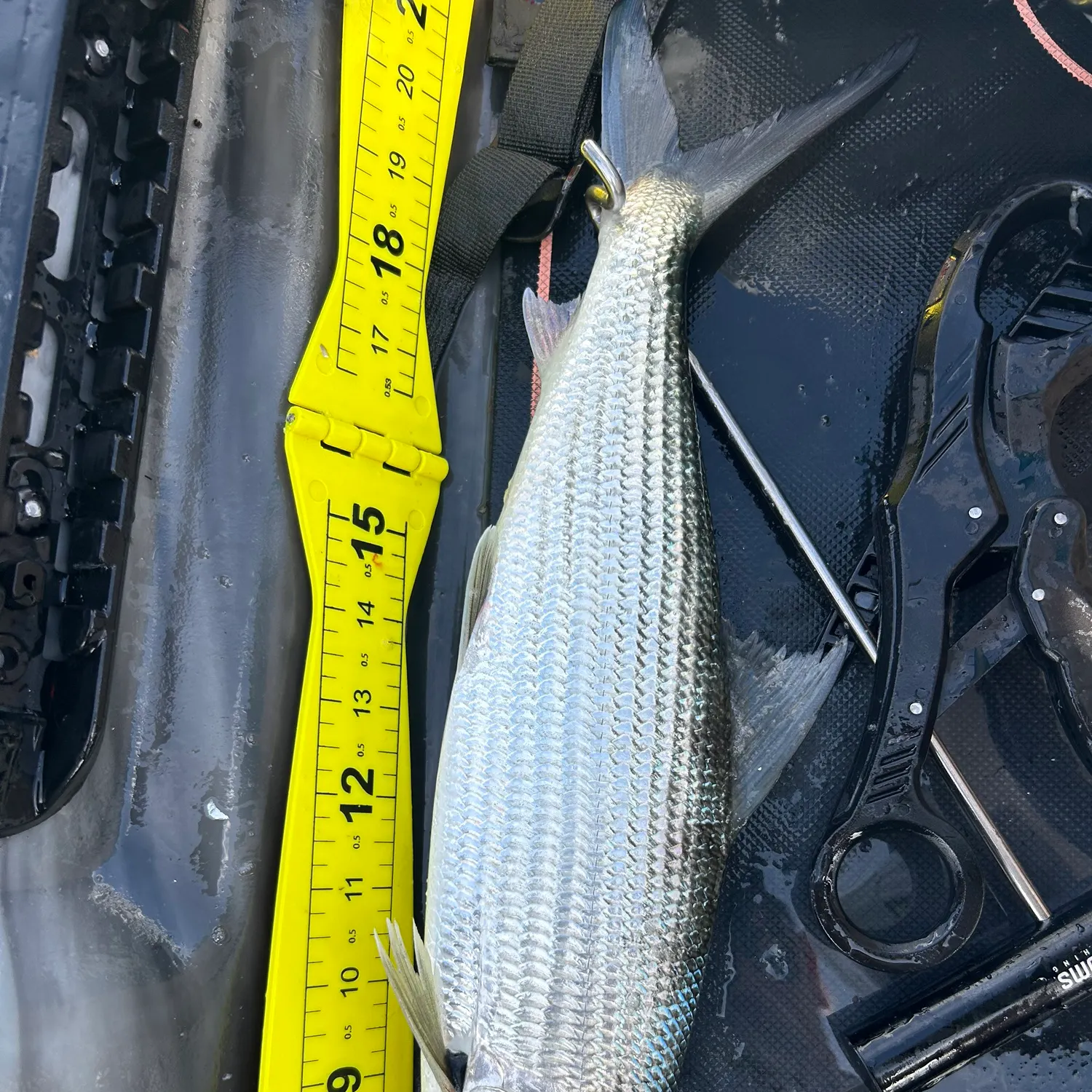The most recent West Atlantic bonefish catches on Fishbrain