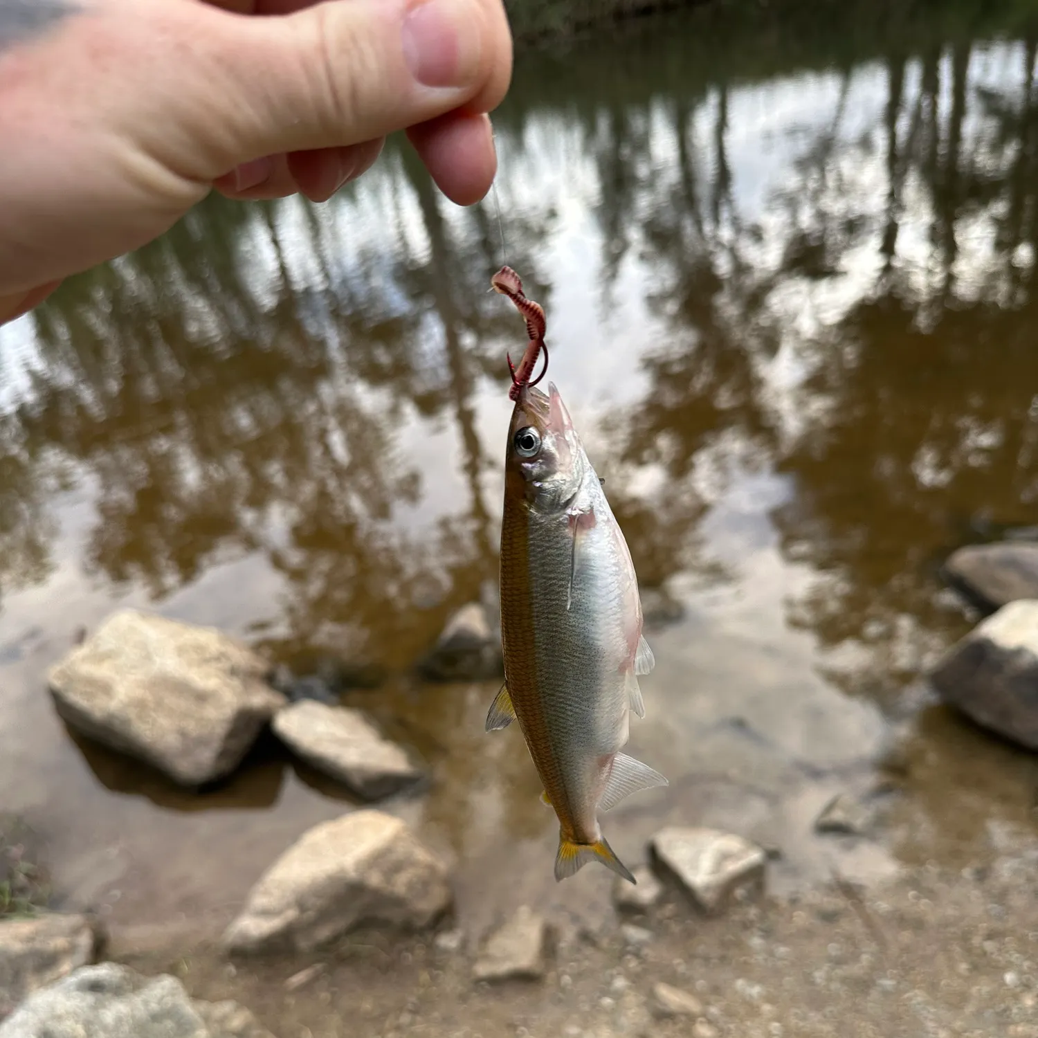 The most recent Australian grayling catches on Fishbrain