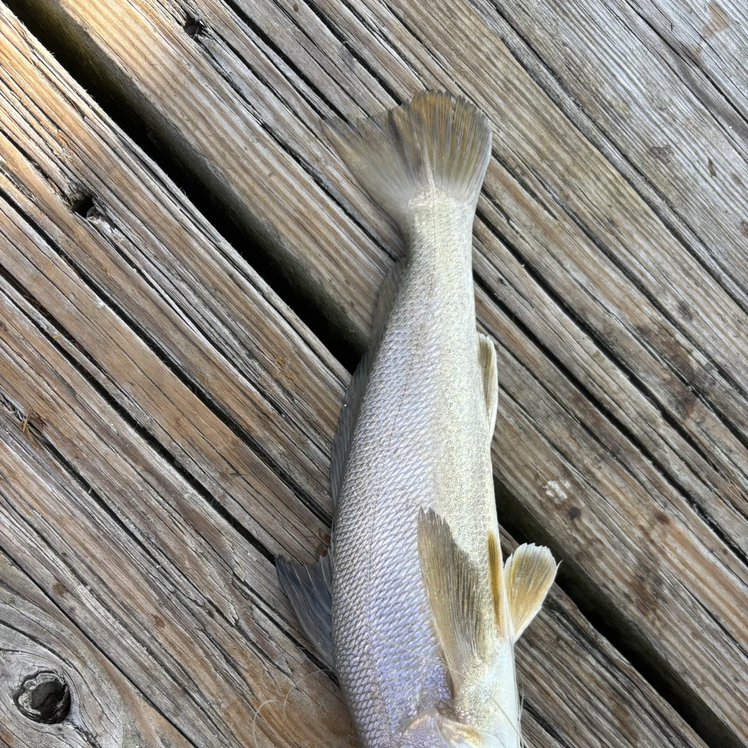 The most recent Gulf kingcroaker catches on Fishbrain