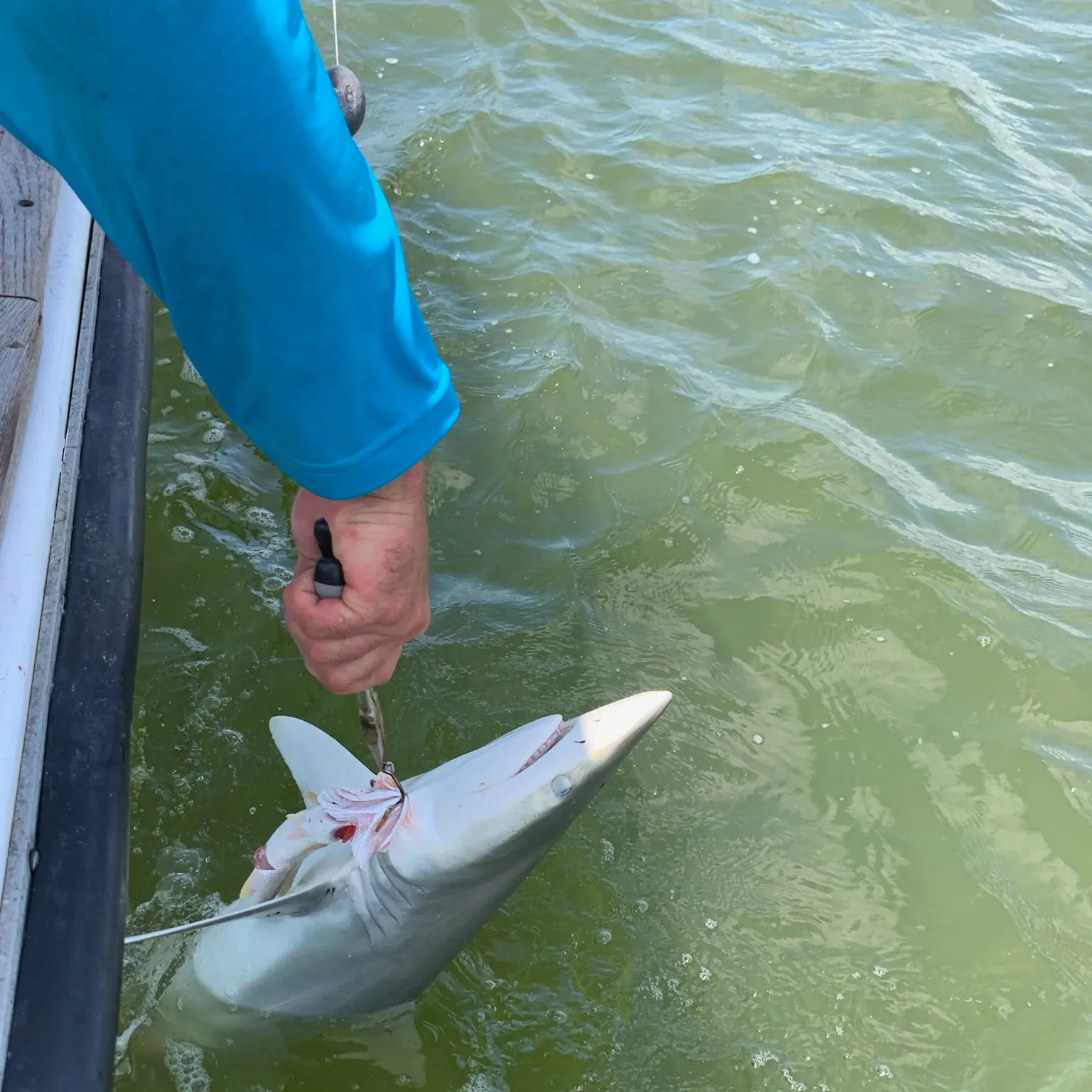 The most recent Finetooth shark catches on Fishbrain